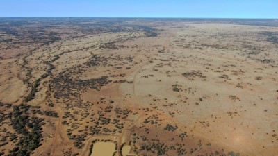 Budgerygar QLD