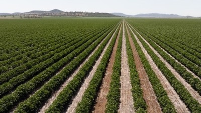Carnarvon Aggregation NSW