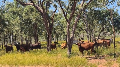 Country Downs WA