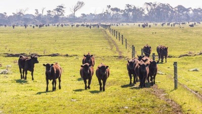 Flinders Island Farms TAS