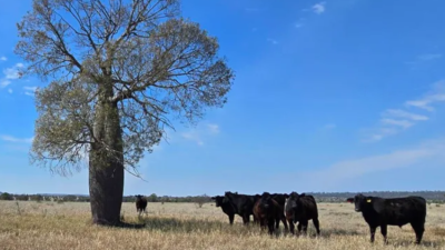 Ridgelands QLD