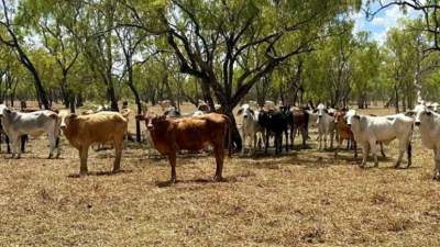 Bowthorn Station QLD
