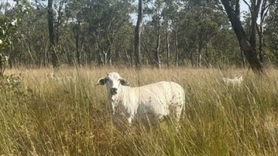 Hopewell Station QLD