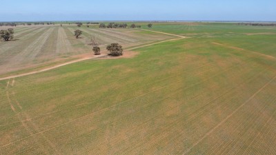 Mascotte Farm NSW