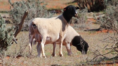 Mulga Valley Station NSW
