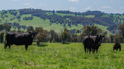 Wirribilla NSW