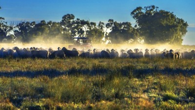 Darriwell Aggregation NSW