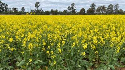 Kentucky NSW