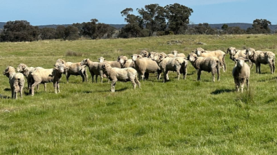 Trebane NSW