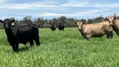 Wombil Downs QLD