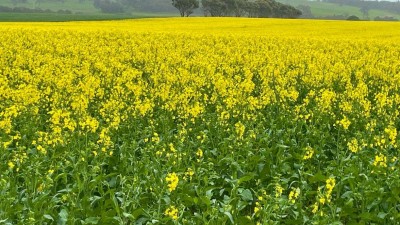 Blackwattle Farm WA