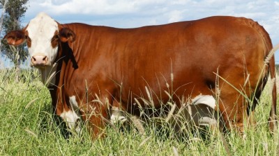 Cargara QLD