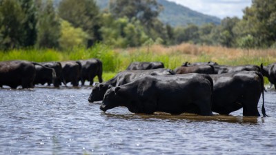 Trenayr NSW