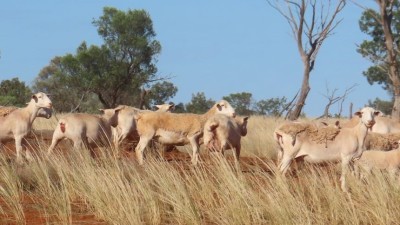 Tasman & Corinya Stations NSW