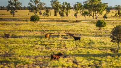 Cashmere West QLD
