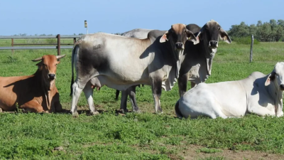 Lonesome Dove QLD