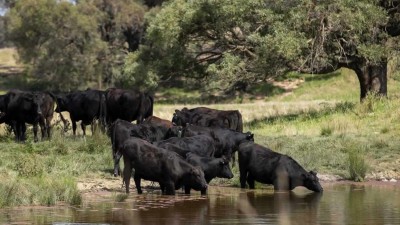 McPhee Beef Farms NSW