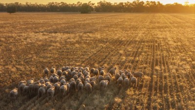 Rutherglen NSW