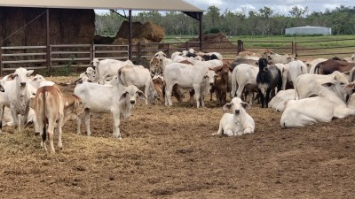 Blackbull Station NT