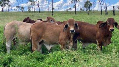 Kallanda Station QLD