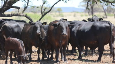 Mt Harden Aggregation QLD