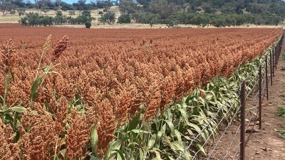 Mundry NSW