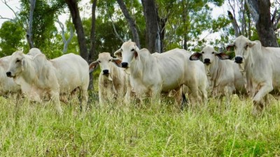 Valley of Lagoons Qld