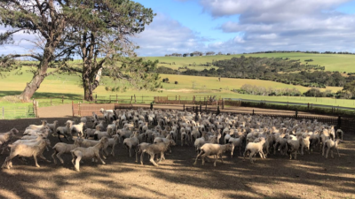 Calana Kangaroo Island