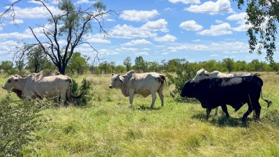 Hodgson River Station NT