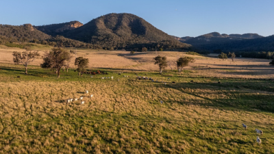 Burrembelong Aggregation NSW