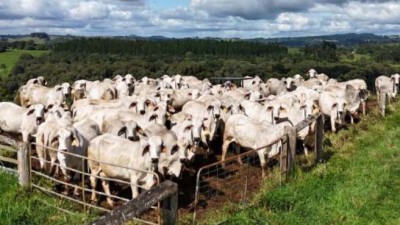 Figtree Brahman Stud QLD