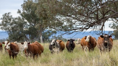 Glenarvon NSW