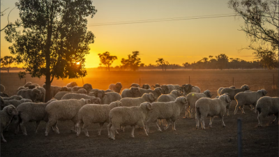 Monwonga Aggregation NSW