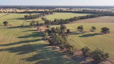 Oomabah Aggregation NSW