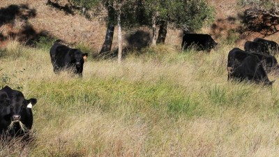 Stanton QLD