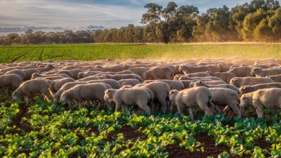 Tara Moira Aggregation NSW