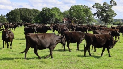 Wongaboori NSW