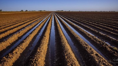 Coleambally Station & Noonameena Aggregation NSW