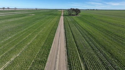 Homedale NSW