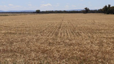 Parkes Aggregation NSW