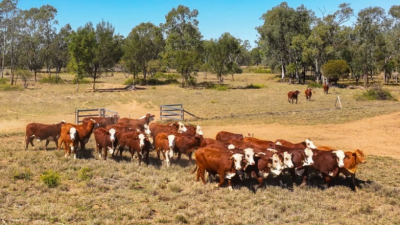 Pine Creek Station QLD