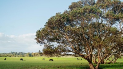Barn Hill SA