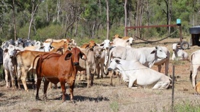 Bumbleginny QLD