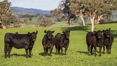 Glenarvon NSW