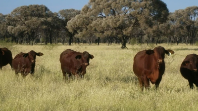 Glenthomson QLD