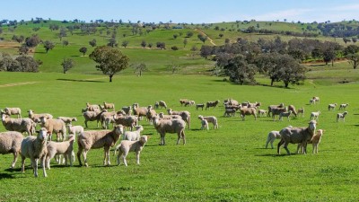 Kolonga NSW