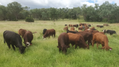 McClelland Aggregation QLD