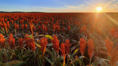 Mintram Farms Qld