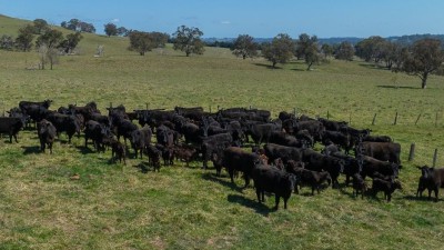 Brucelyn & Mt Emby Aggregation NSW