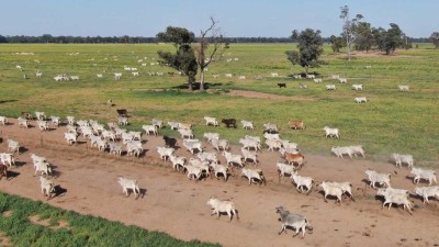 Goodar Station Qld